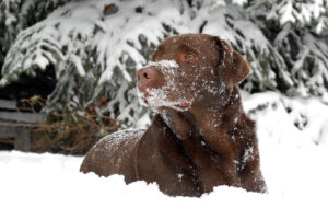Brun labrador ligger i snön