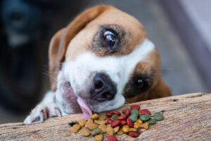Hund som äter hundmat från bordet
