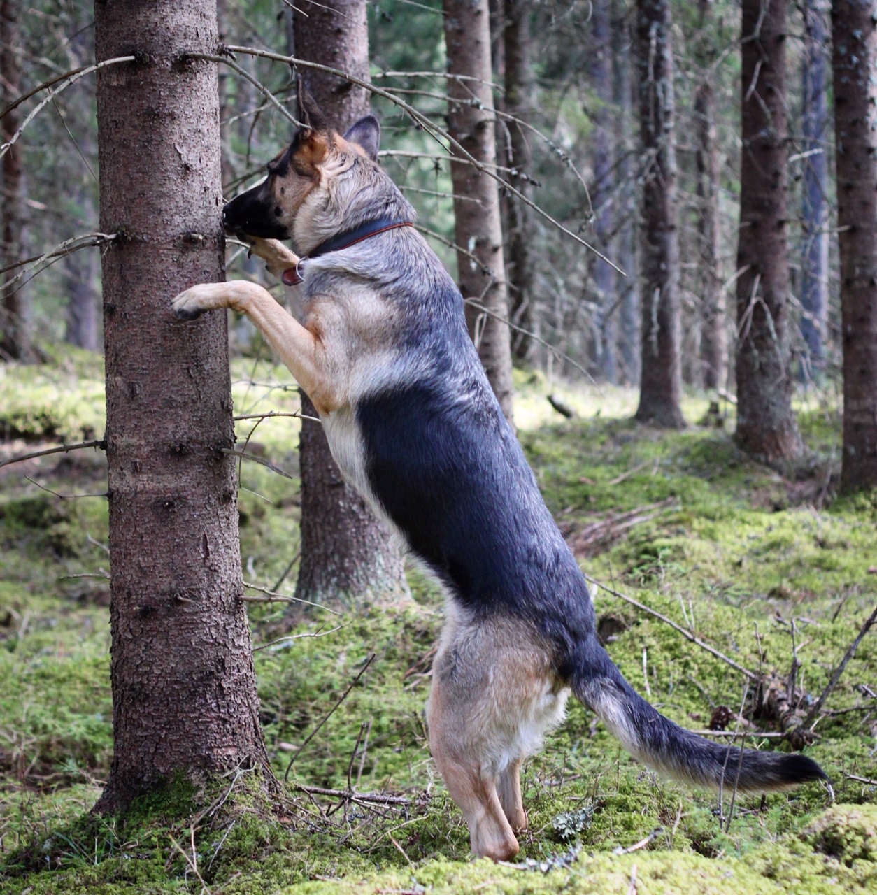 En hund som står med framtassarna mot ett träd