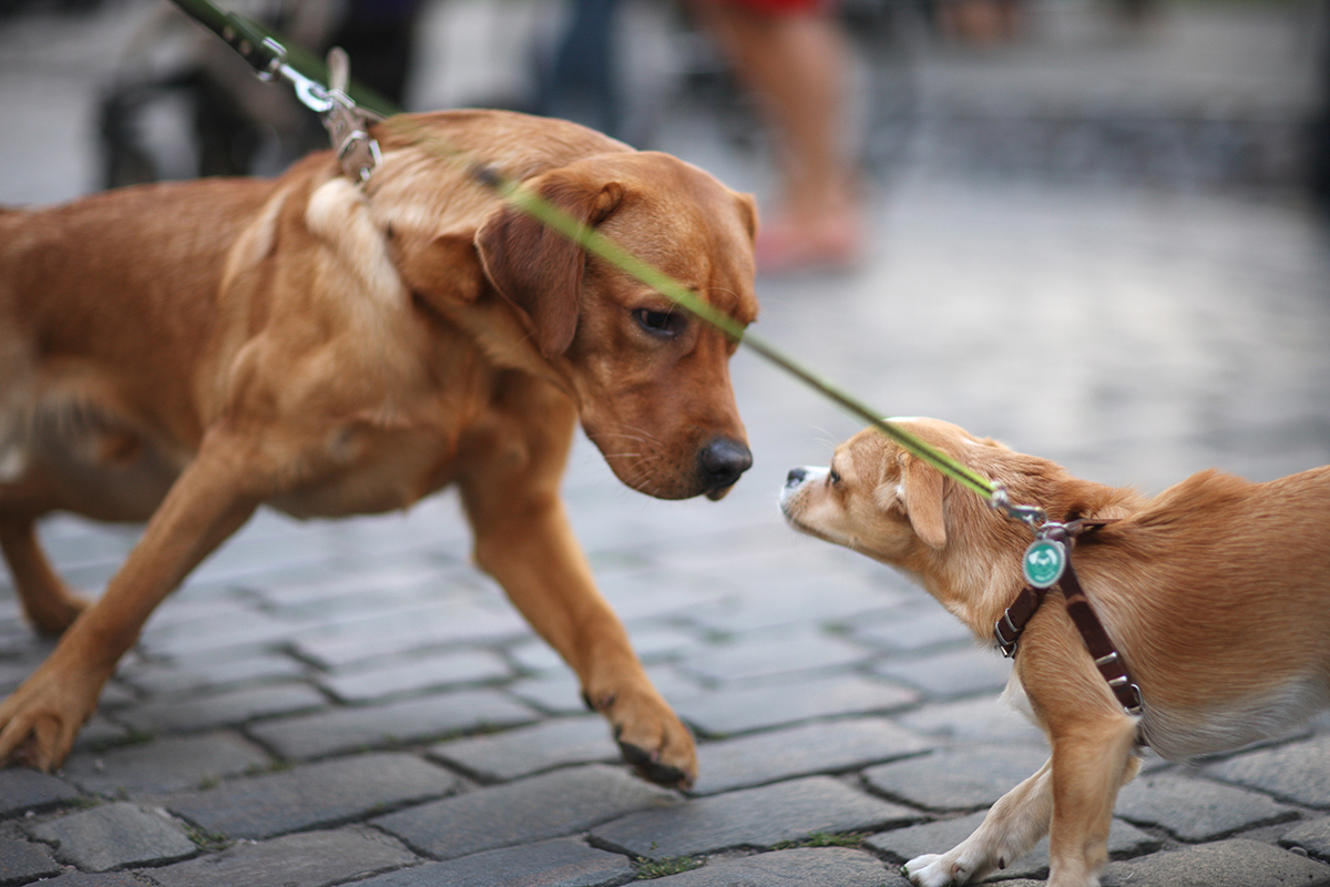 två hundar som möts på stan