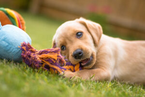 En hundvalp ligger på gräset och tuggar på en leksak
