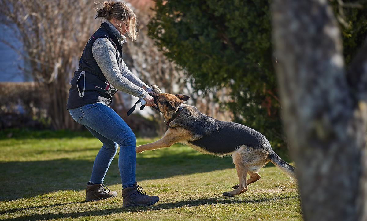 Kvinna som tränar och kampar med sin schäferhund