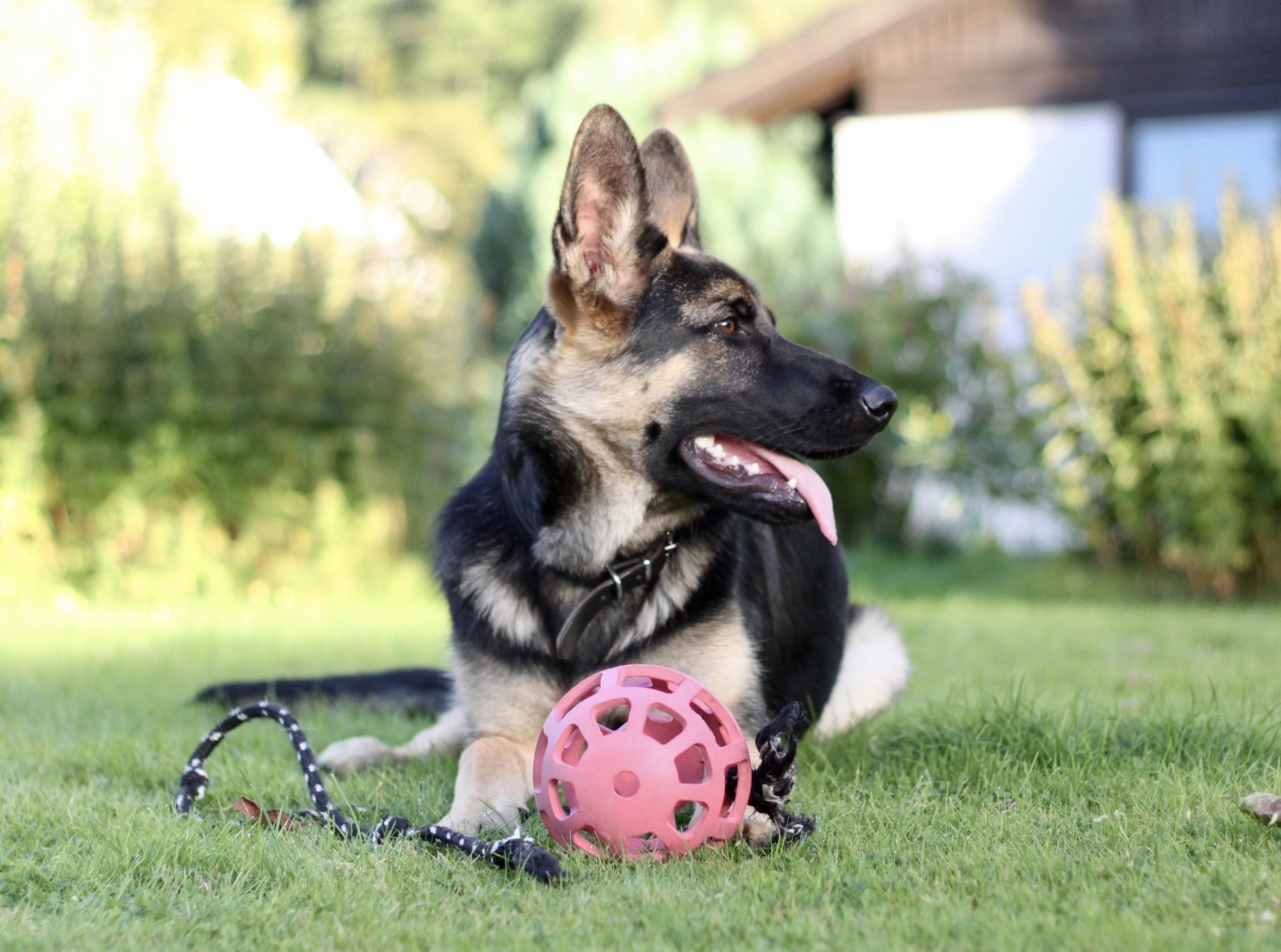 En hundvalp som ligger på gräsmattan med en hundleksak