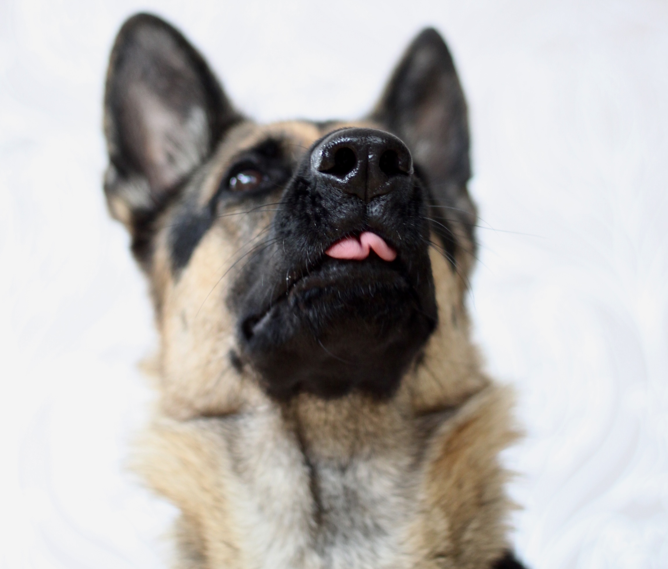 En schäferhund som räcker ut tungan
