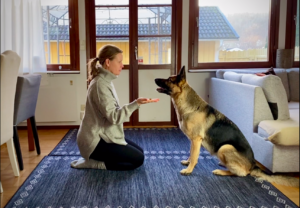 En kvinna som tränar sin hund. Hunden håller fokus och ögonkontakt med sin matte