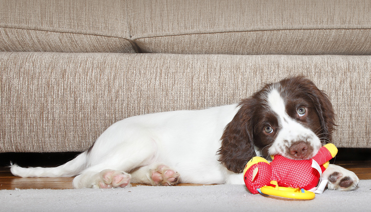 Hundvalp ligger nedanför en soffa och tuggar på en leksak
