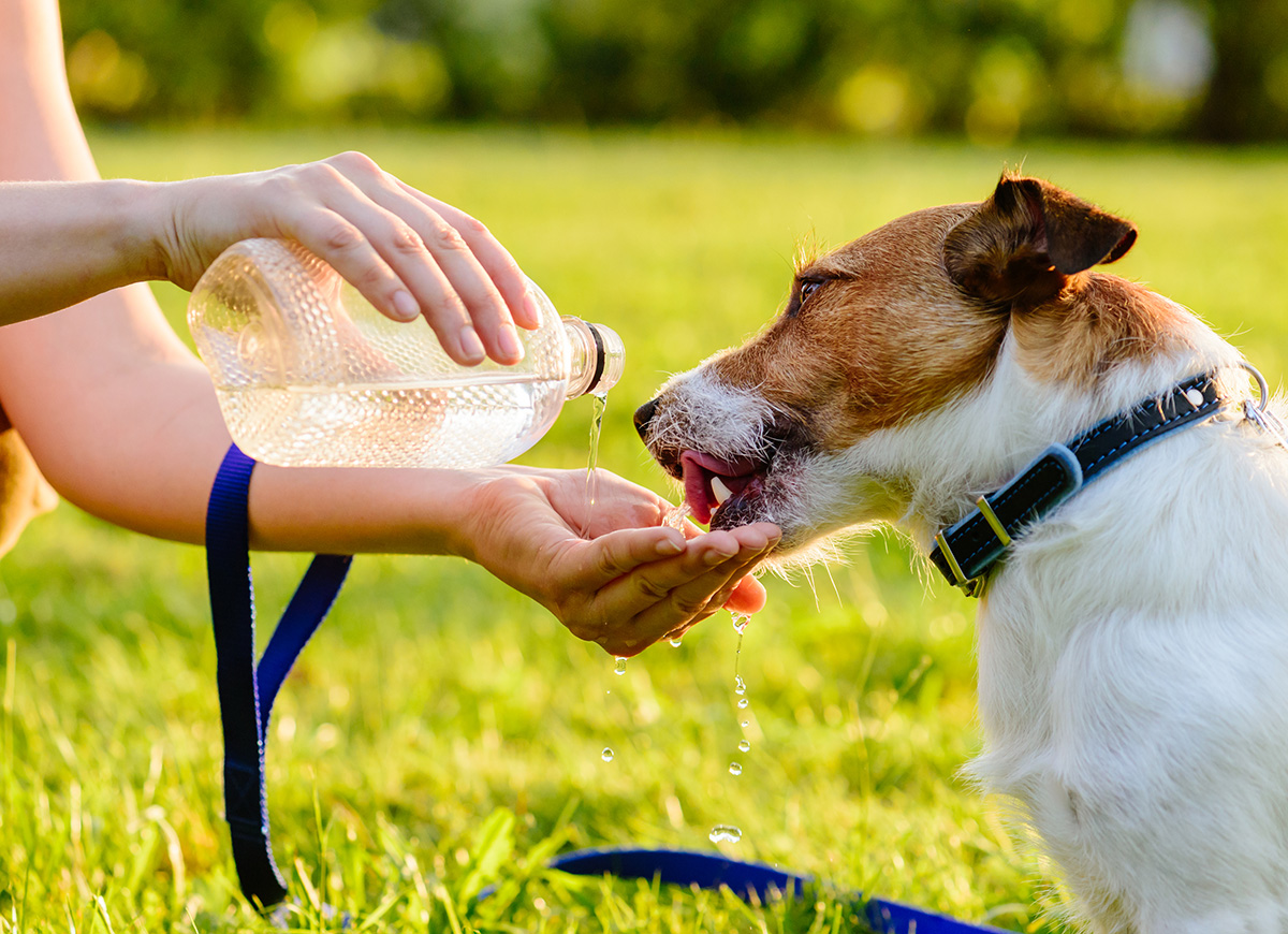 En hund som dricker vatten ur handen