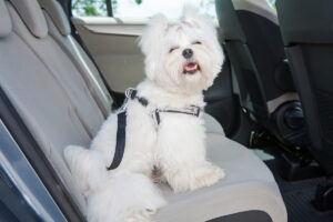 Liten vit hund sitter fastspänd med hundbilbälte i baksätet på en bil.