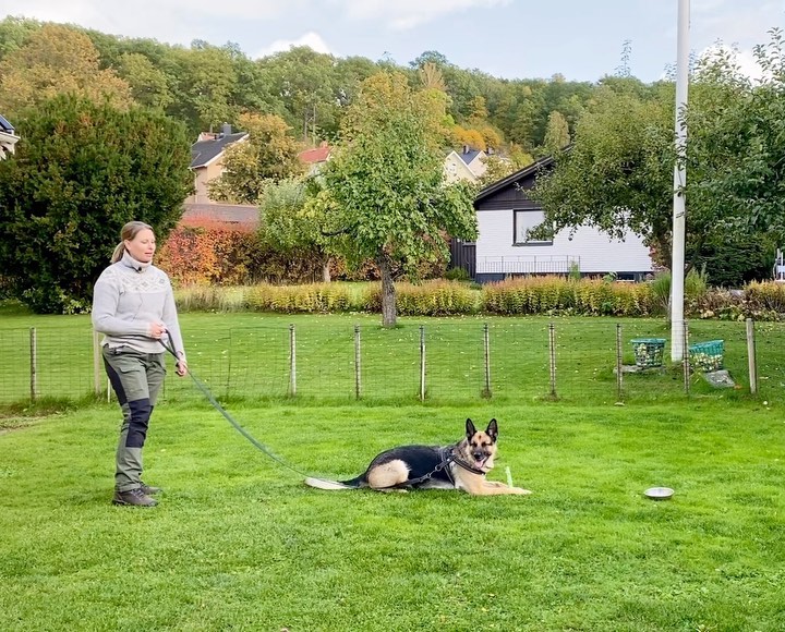 En schäfer hund och dess ägare tränar i trädgården
