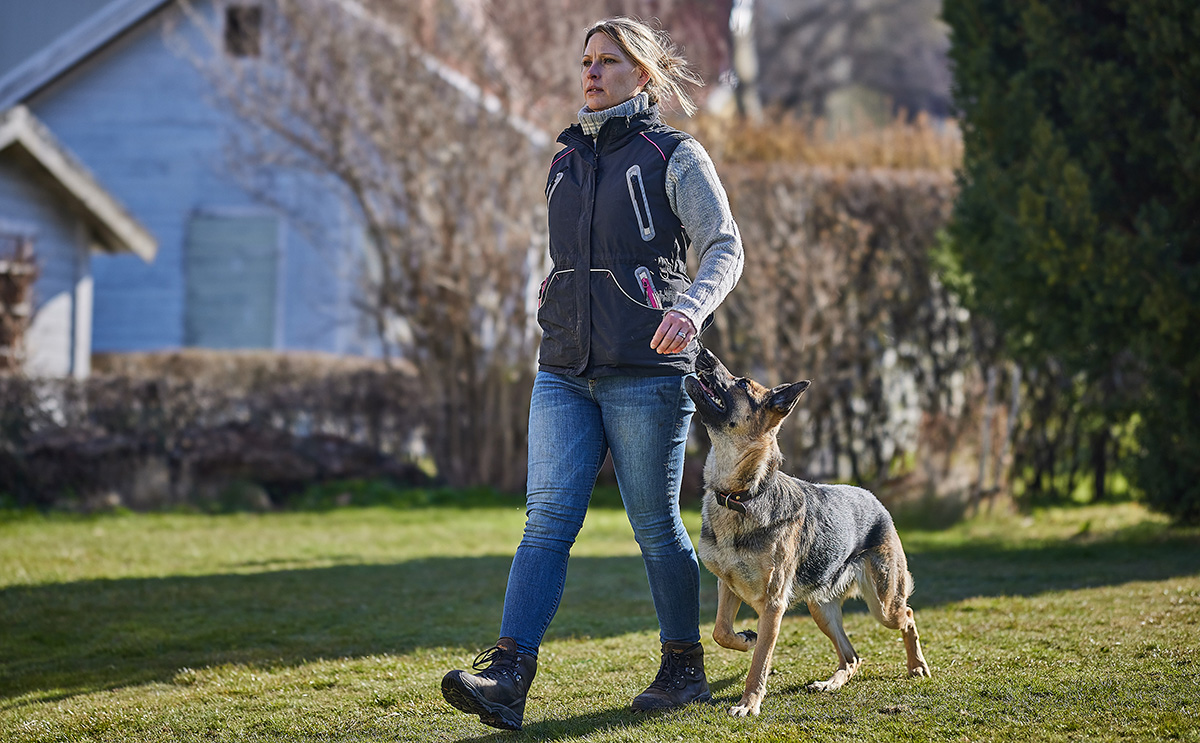 En schäferhund som går fot