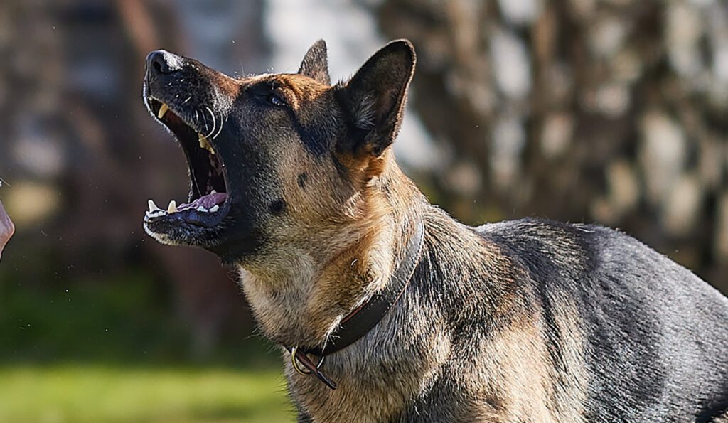 Schäferhund som skäller