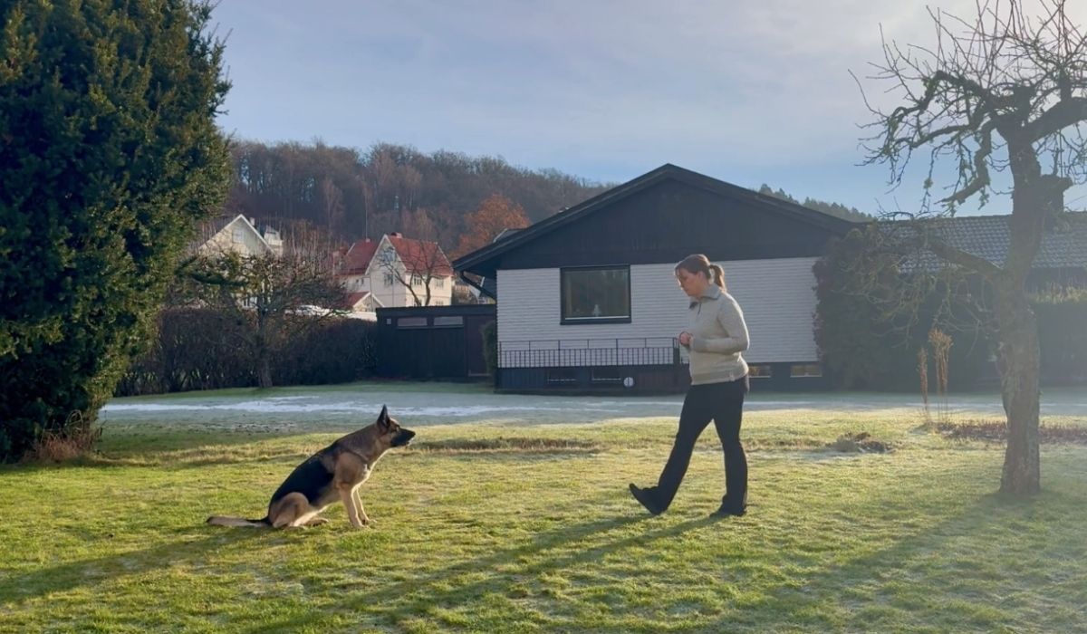 LYDNADSTRÄNING - Det här är femte och sista delen i vår serie ”Vardagslydnad 5×5” – Träna 5 minuter om dagen i 5 dagar för bättre samarbete, starkare relation och en smidigare vardag.